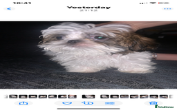 Shih Tzu dogs for sale: Shih Tzu puppies 1 BOY LEFT fully vaccinated  - Image 26