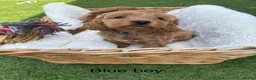 Cockapoo dogs for sale: Gorgeous red cockapoo - Advert 13