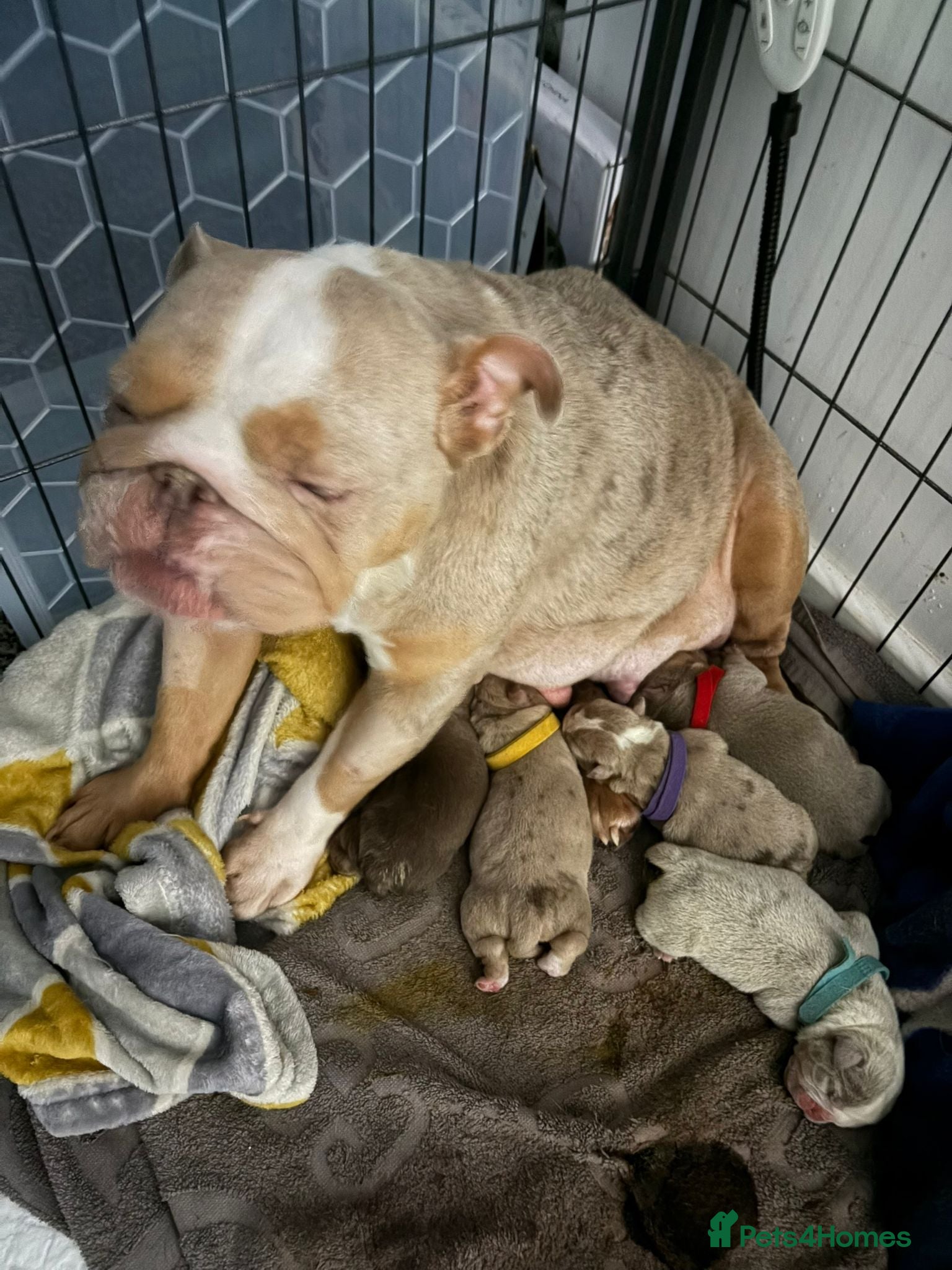 Mixed Breed dogs Olde Thyme Bulldog X Olde English Puppies - Advert 7