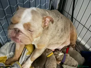 Mixed Breed dogs Olde Thyme Bulldog X Olde English Puppies - Advert 7