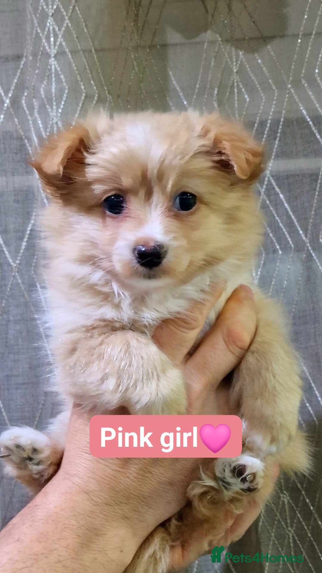 Maltipom dogs Maltese x Pomeranian - Advert 2