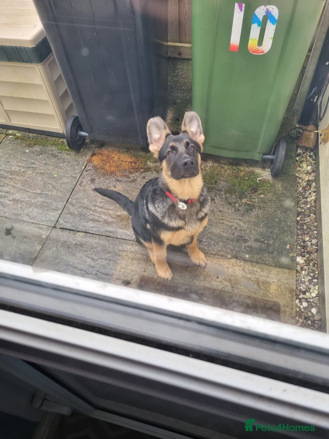 German Shepherd dogs for stud: Logan - Advert 14