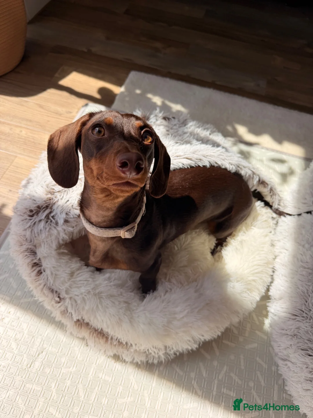 Miniature Dachshund dogs for sale: Chocolate and tan miniature daschund  in Harrogate - Advert 6
