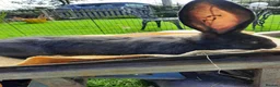 Continental Giant rabbits for sale: Beautiful Pure Giant Continentals Babies - Advert 12