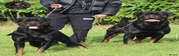 Rottweiler dogs for sale: Outstanding Rottweiler Litter Of 6 Beautiful Boys - Advert 2