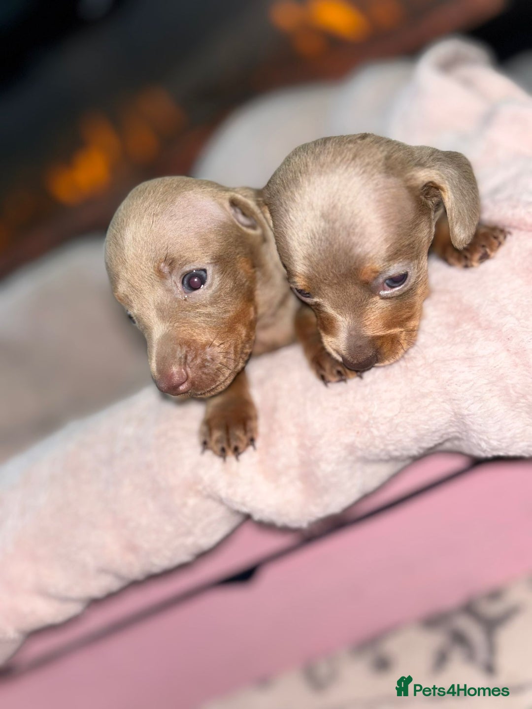 Dachshund dogs for sale: Dachshund puppies - Image 7