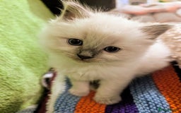 Ragdoll cats for sale: 🐾 Meet our Adorable blue eye ragdoll Crew! 🐾 - Image 7