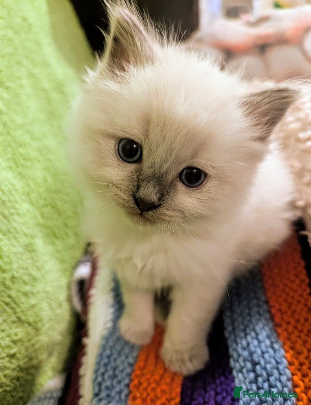 Ragdoll cats for sale: 🐾 Meet our Adorable blue eye ragdoll Crew! 🐾 - Image 7