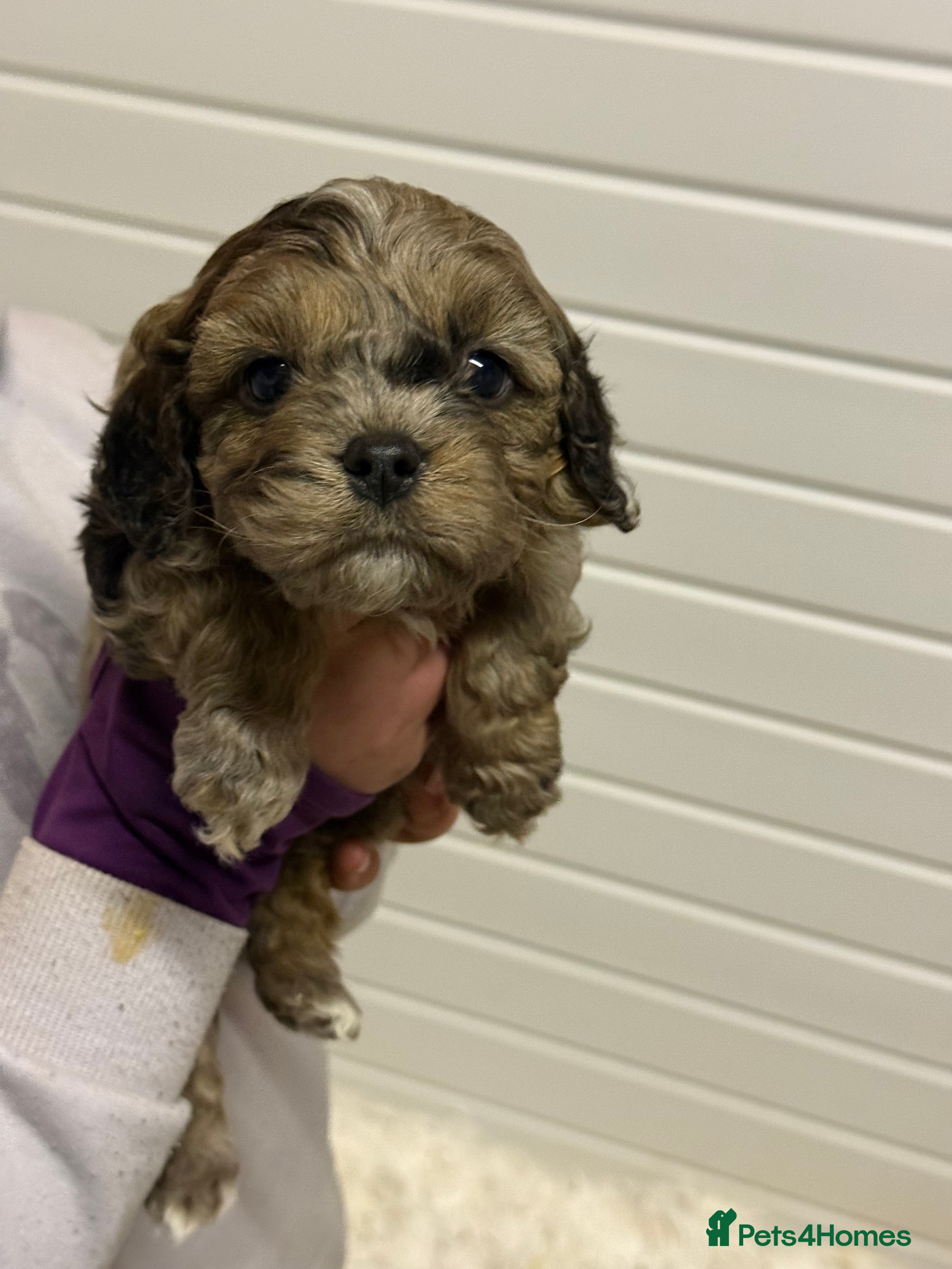 Cavapoo dogs Stunning F1 Cavapoos  - Advert 2