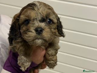 Cavapoo dogs Stunning F1 Cavapoos - Advert 1