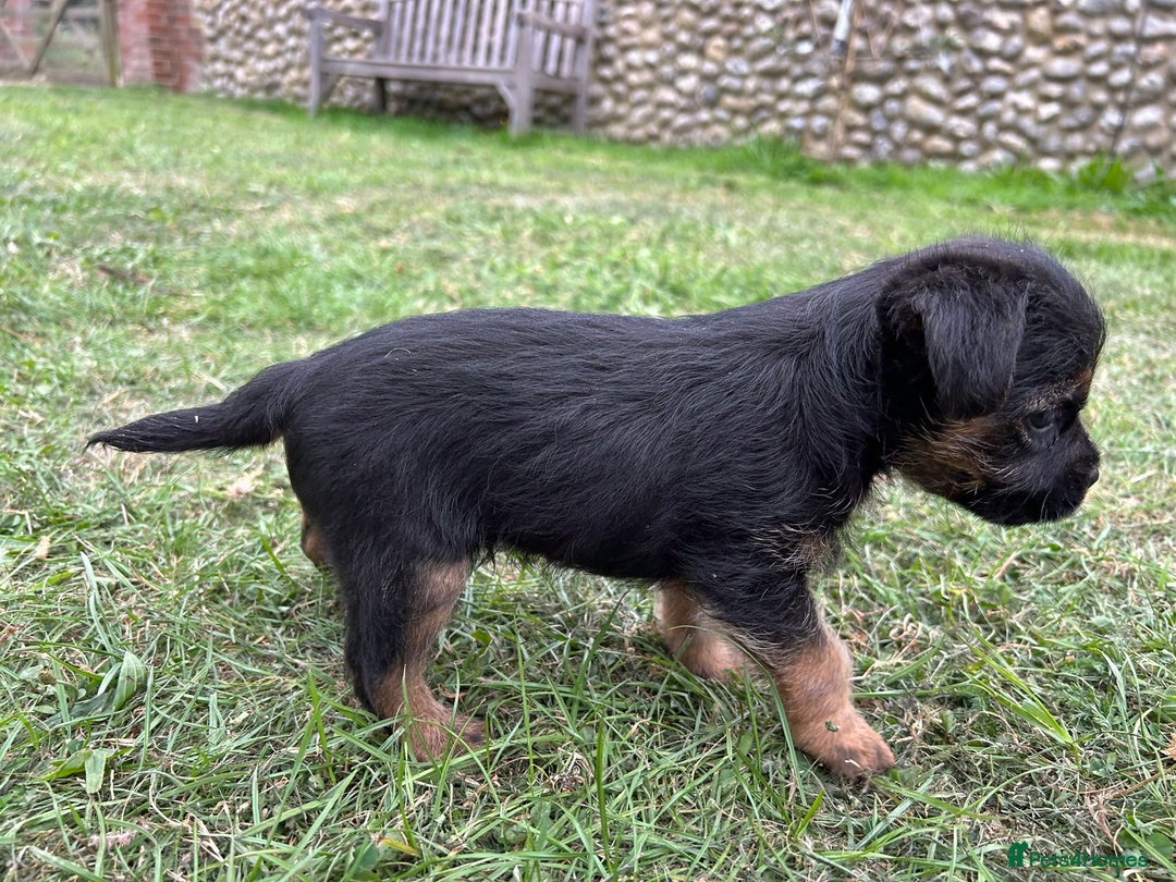 Border Terrier dogs for sale: Two beautiful Border Terriers dog puppies - Image 5