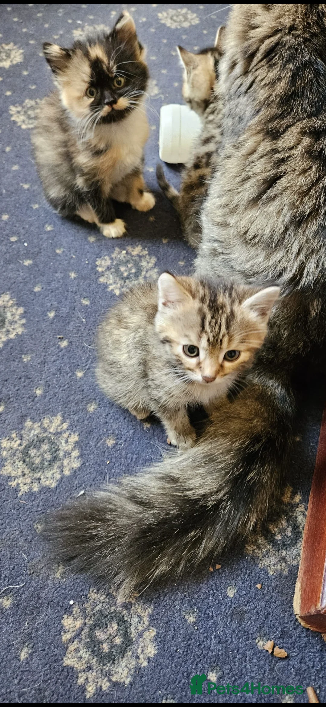 Mixed Breed cats for sale: Gorgeous mixed Breed Kitten - Advert 2