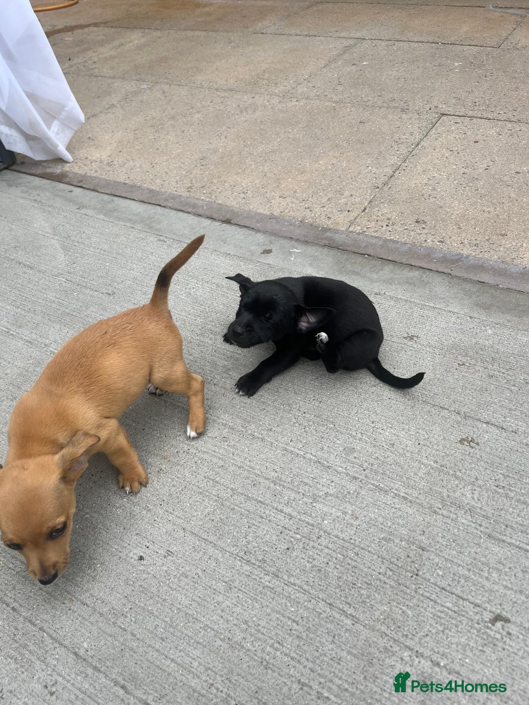 Jack Russell dogs for sale: Jack russsell puppy’s for sale small type - Image 2