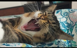Mixed Breed cats for sale: Maine coon+BLR Cat - Image 2