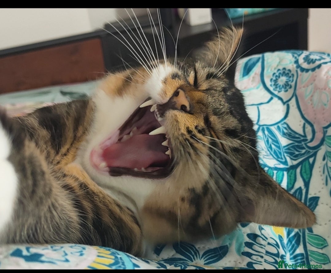 Mixed Breed cats for sale: Maine coon+BLR Cat - Image 2
