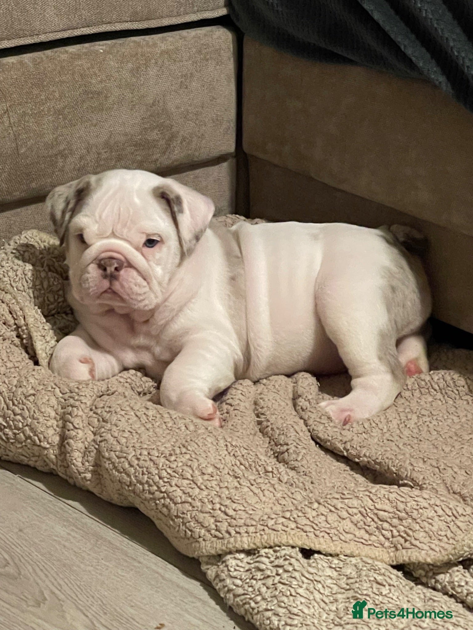 English Bulldog dogs ⭐️✨ English Bulldogs - KC Registered ⭐️✨ - Advert 2