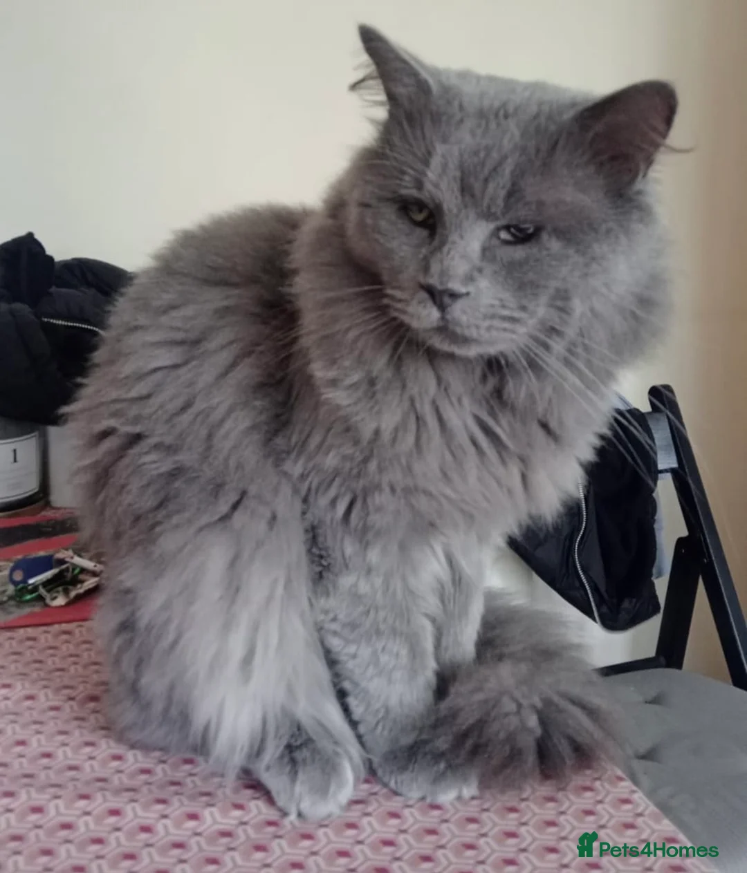 Maine Coon cats for sale: Maine Coon/ Ragdoll Cat for a good home - Advert 4