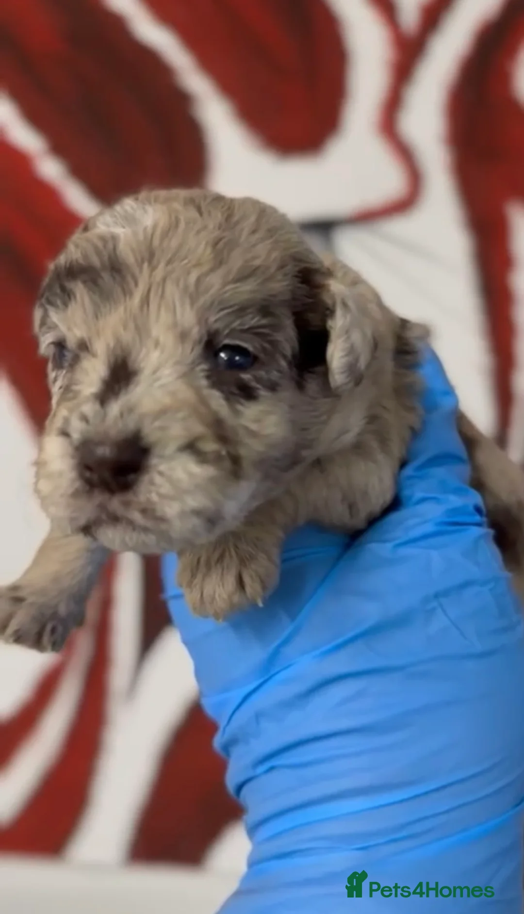 Mixed Breed dogs for sale: Patterpoo's - Advert 7