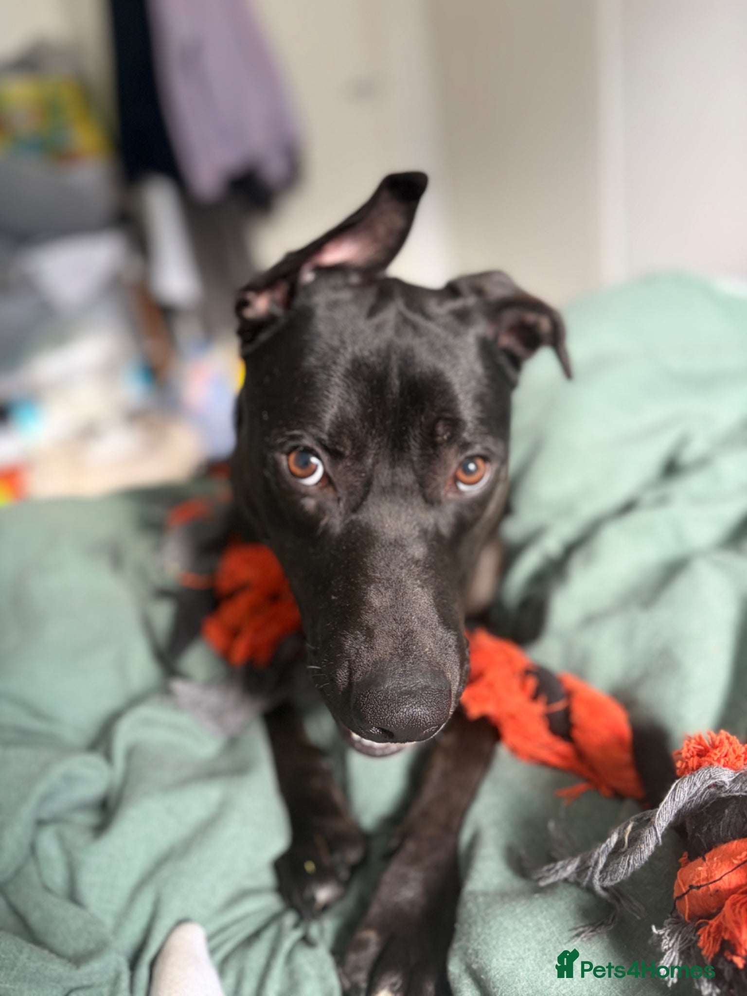 Mixed Breed dogs GSD/ Bullmastif x collie mix  - Advert 1