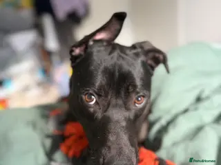 Mixed Breed dogs GSD/ Bullmastif x collie mix - Advert 1