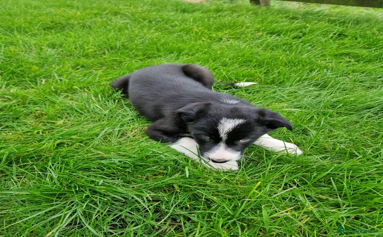 Border Collie dogs - Advert 1