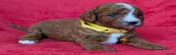 Cavapoo dogs for sale: Adorable Cavapoo Puppies From Licensed Breeder - Advert 22
