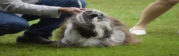 Shih Tzu dogs for stud: RKC Standard Shih Tzu - stud  - Advert 3