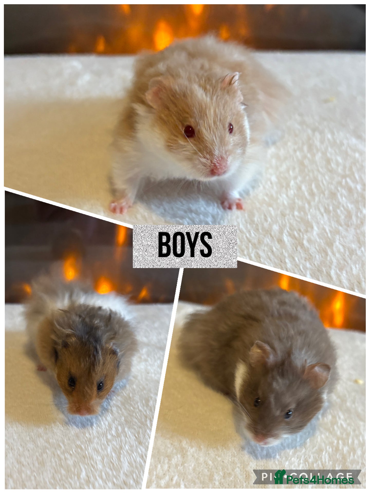 Hamster rodents Stunning long haired Syrian hamsters  - Advert 2