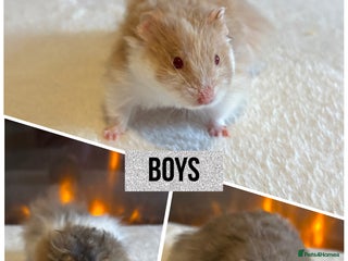 Hamster rodents Stunning long haired Syrian hamsters - Advert 6