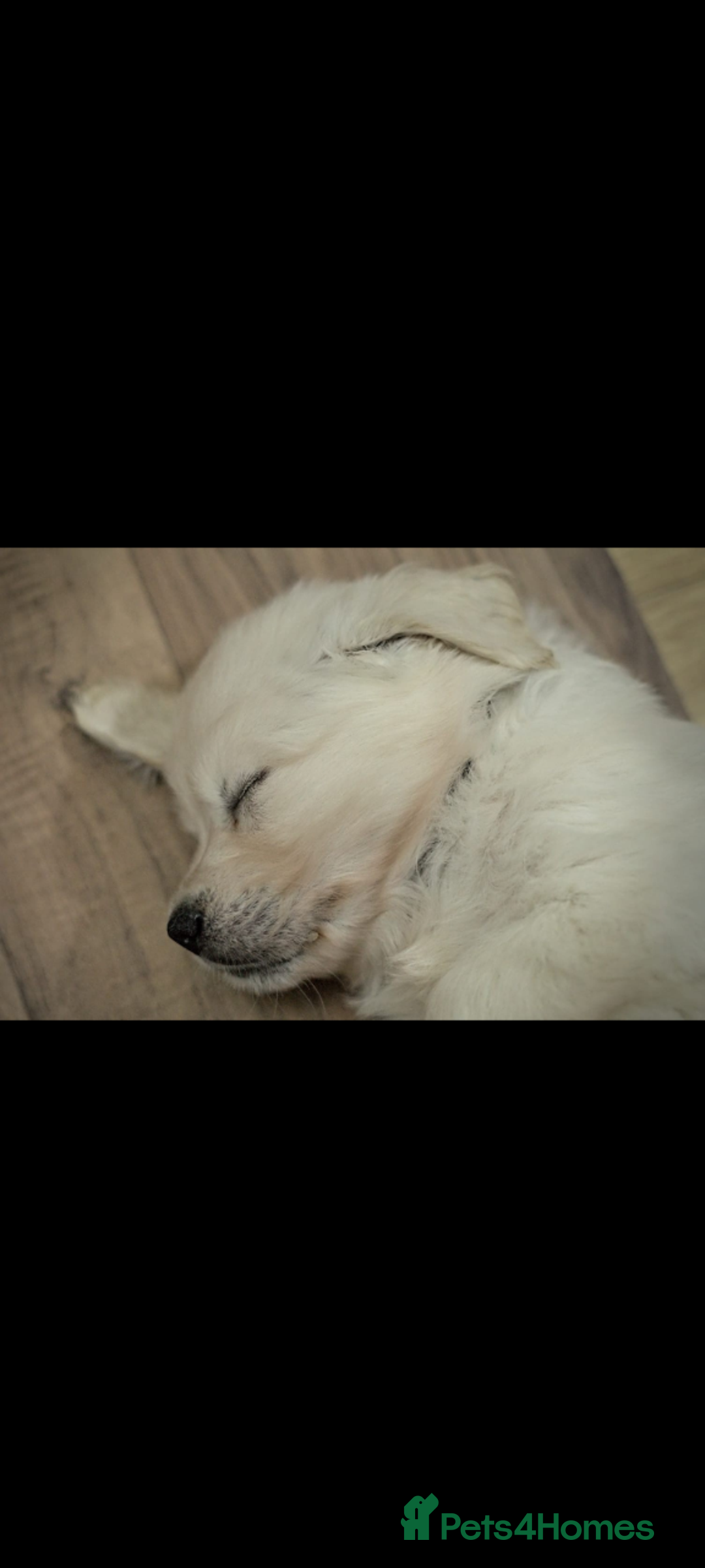 Golden Retriever dogs for sale: Golden retriever puppies for sale  - Advert 9