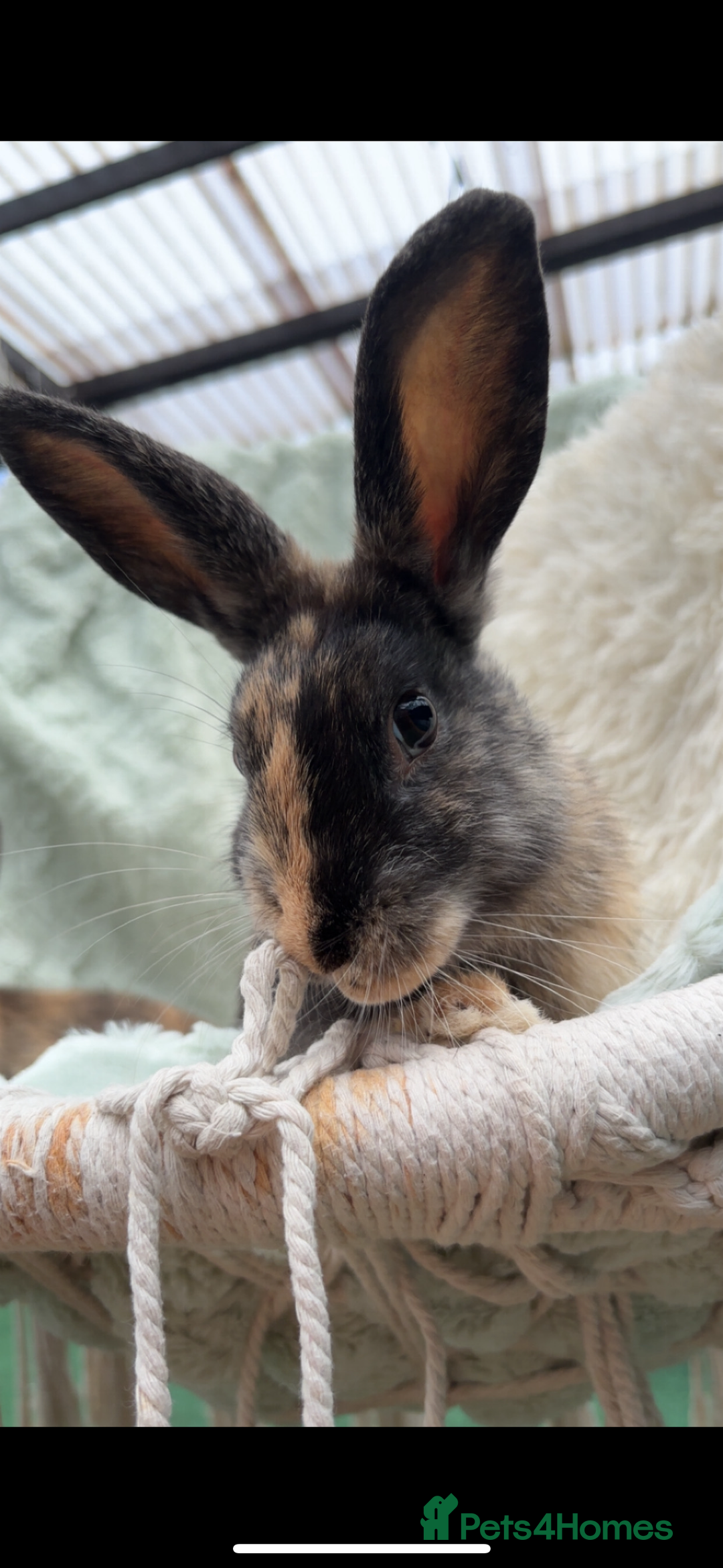 Rex rabbits for sale: Mini lop x Rex does - Advert 1