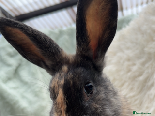 Rex rabbits Mini lop x Rex does - Advert 1