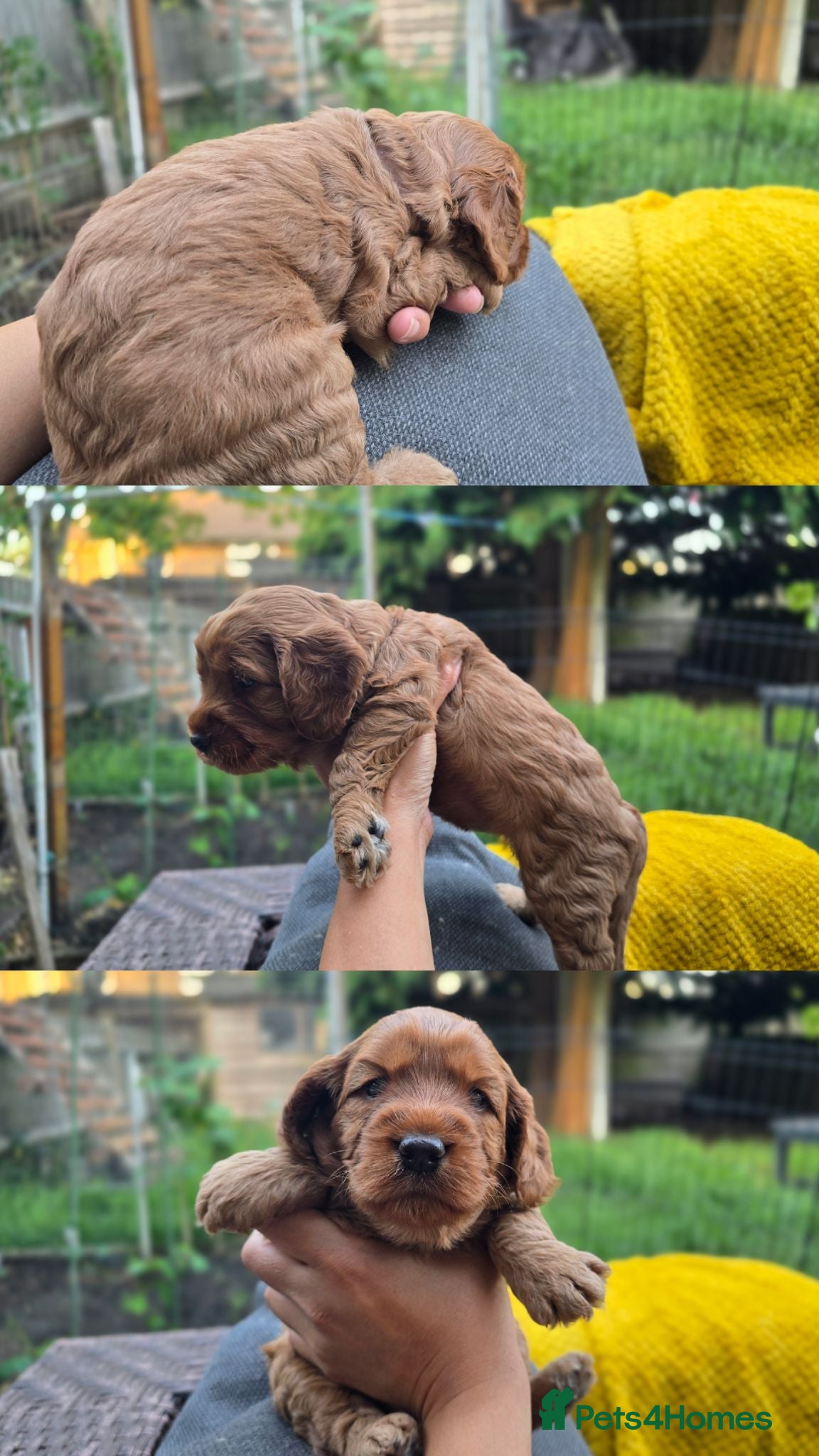 Cockapoo dogs Cockapoo Puppies Extensive Health Tested ❤️  - Advert 2