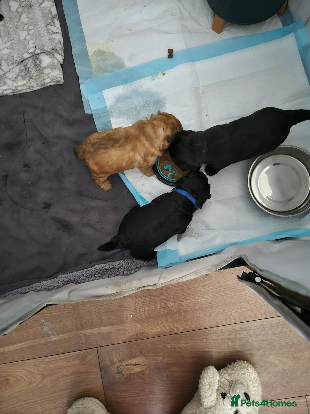 Cockapoo dogs for sale: 4 beautiful cockerpoo pups    - Advert 2