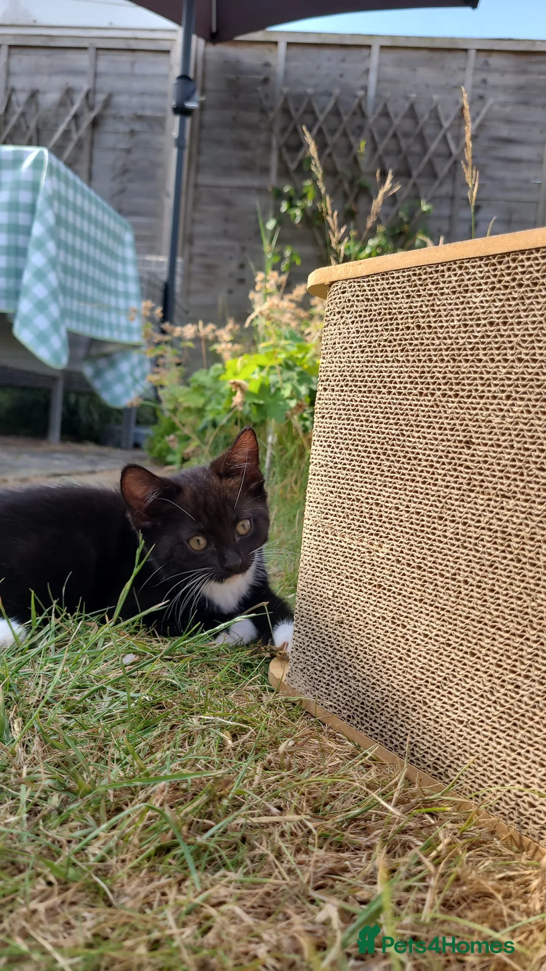Mixed Breed cats for sale: Mix breed kittens - 2x male 3x female - Advert 2