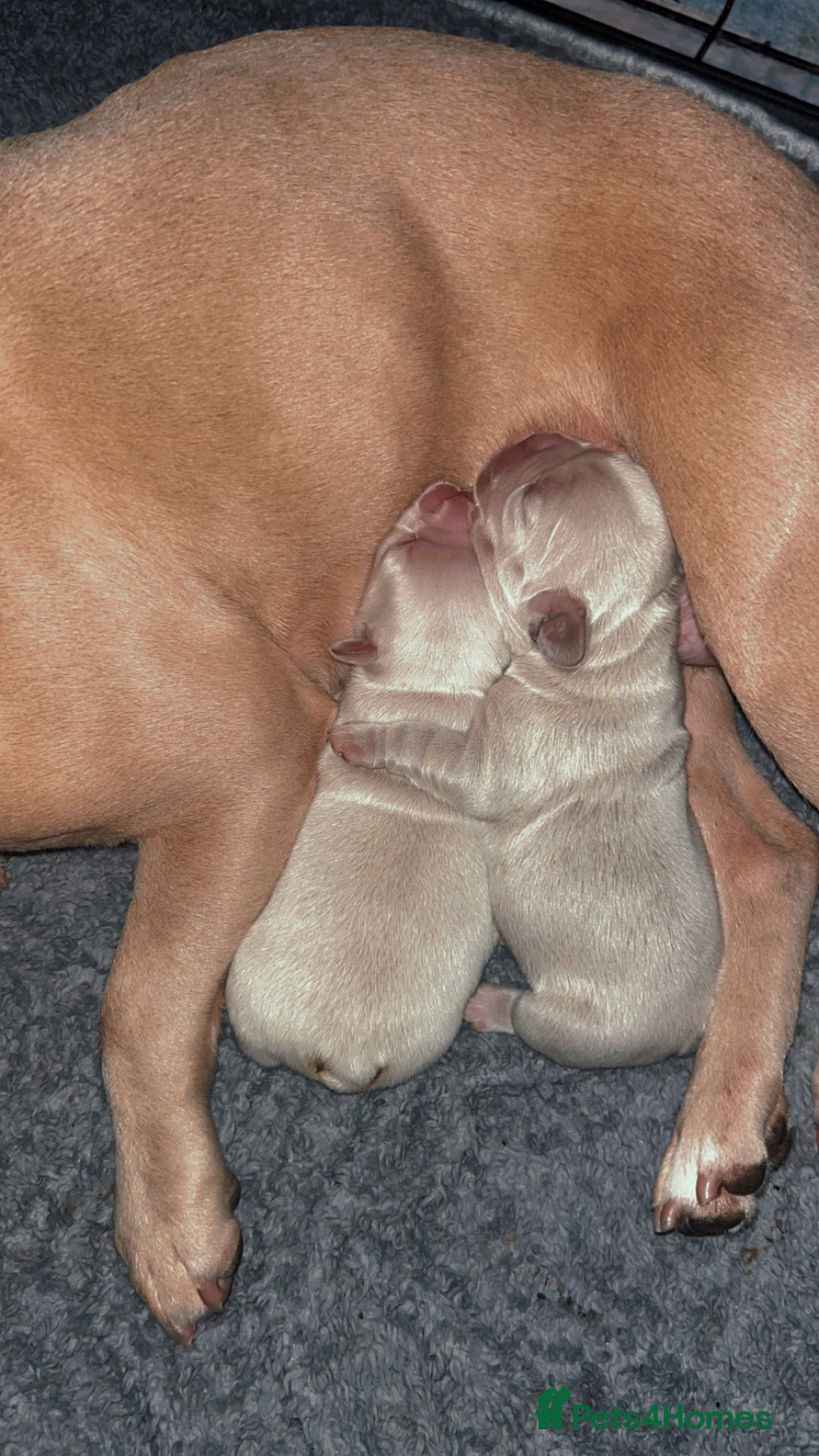 French Bulldog dogs for sale: French bulldog puppies ready  - Advert 5