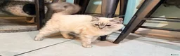 Ragdoll cats for sale: Lynx Point Ragdoll Kitten - Advert 6