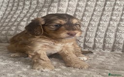 Cockapoo dogs for sale: Beautiful cockapoo puppies - Image 1