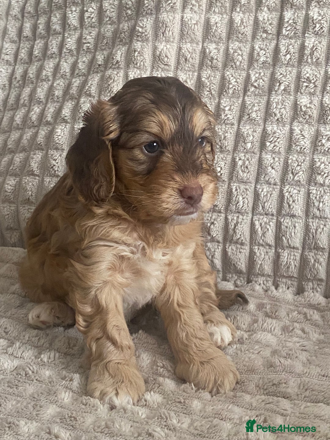 Cockapoo dogs for sale: Beautiful cockapoo puppies - Image 1