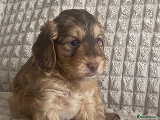 Cockapoo dogs - Advert 21