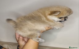 Pomeranian dogs for sale: CHAMPION BLOODLINE 3 female 1 male - Image 1