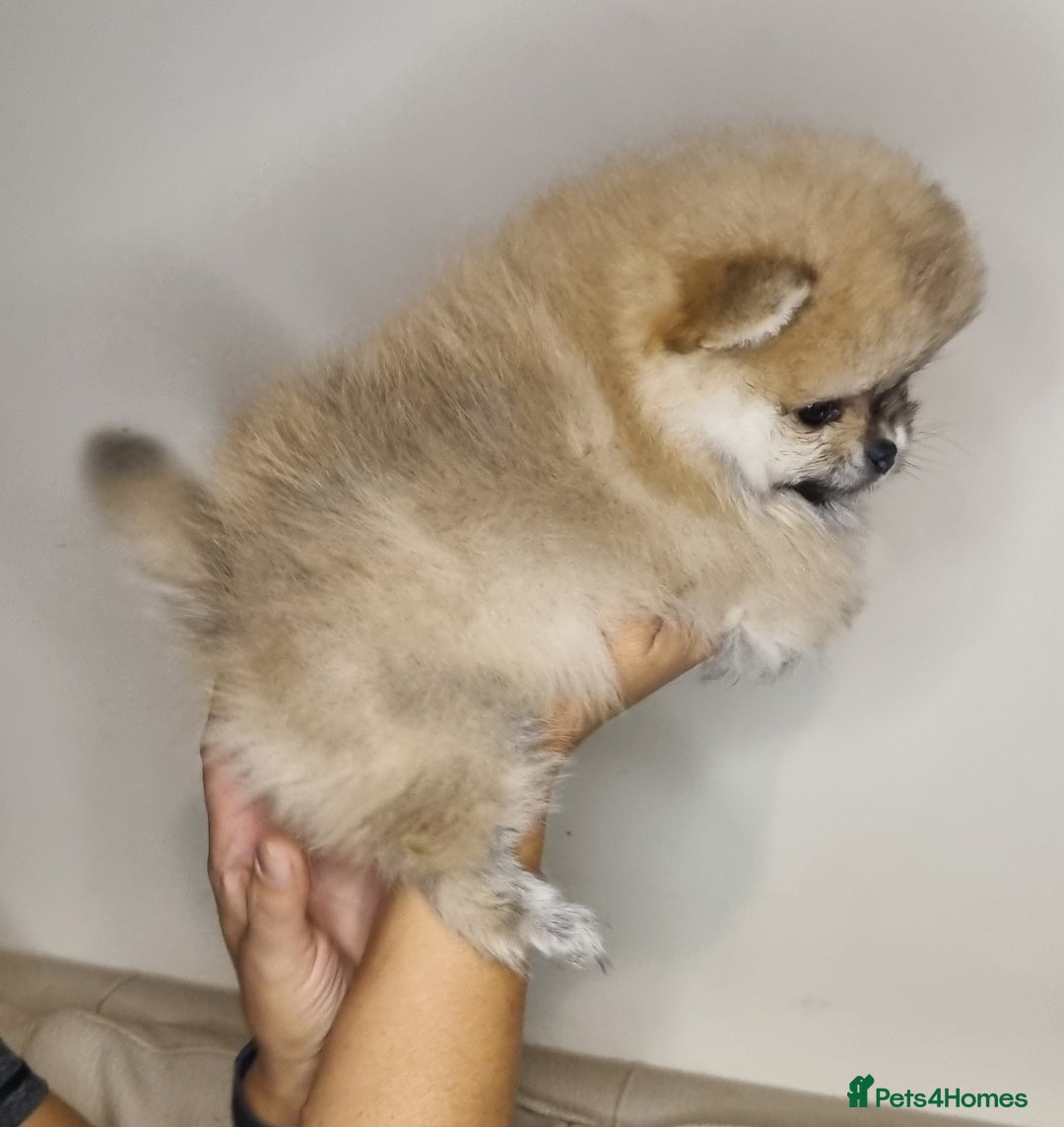 Pomeranian dogs for sale: CHAMPION BLOODLINE 3 female 1 male - Image 1