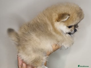 Pomeranian dogs - Advert 24