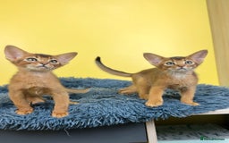 Abyssinian cats for sale: Raised with Love Abyssinian Kittens - Image 5
