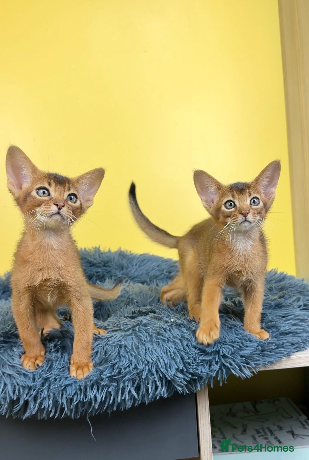 Abyssinian cats for sale: Raised with Love Abyssinian Kittens - Image 5