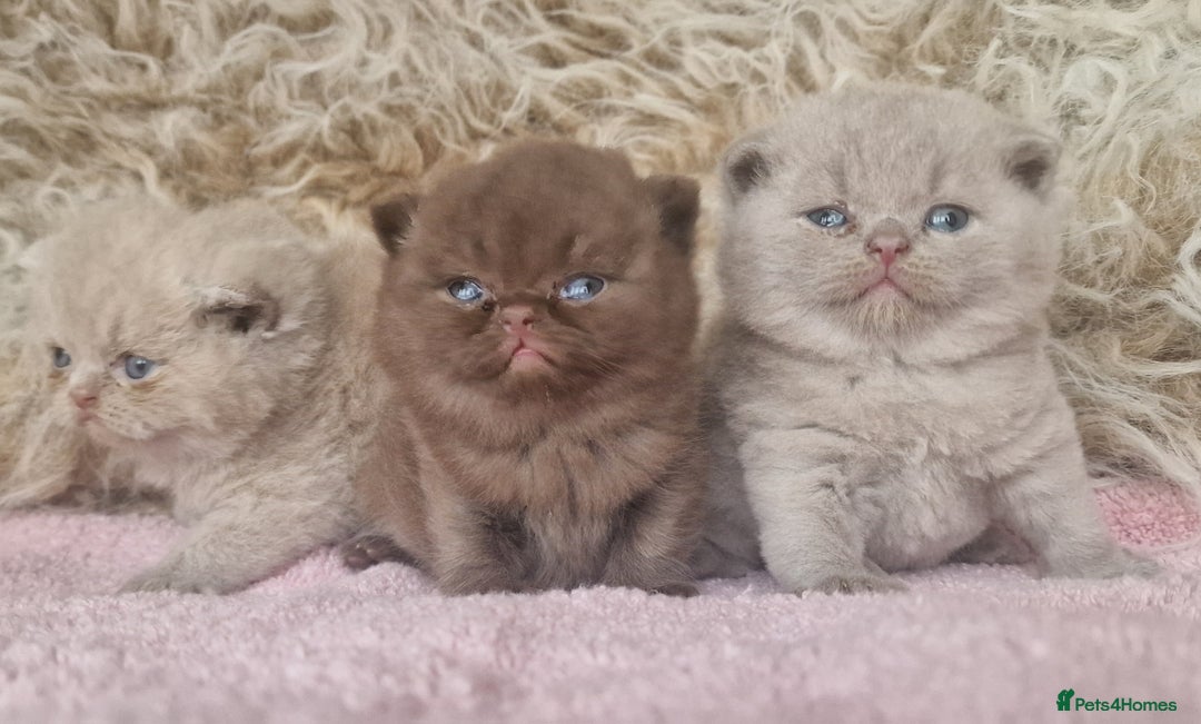 British Shorthair cats for sale: Tica registered British Shorthair kittens Champion - Image 6