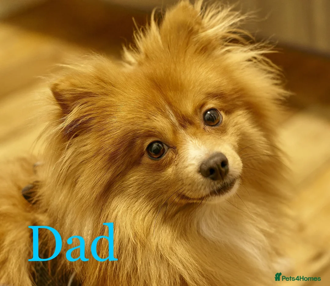 Pomeranian dogs for sale: Stunning Home-Reared Pomeranian Puppies in Harrow - Advert 11