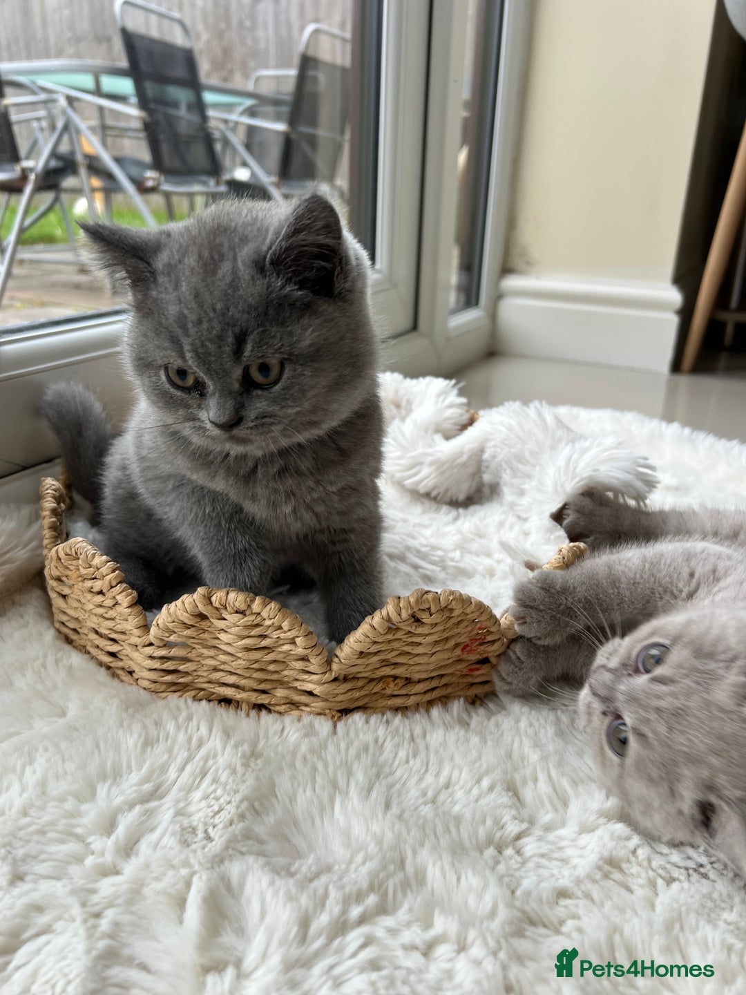 British Shorthair cats for sale: British shorthair kittens - Advert 8