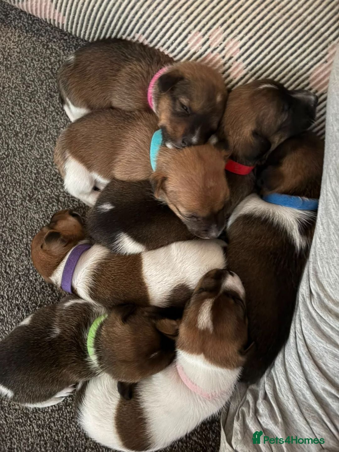 Jack Russell dogs Jack Russell puppies - Advert 4