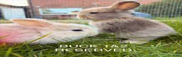 Mini Lop rabbits for sale: Mini lop baby bunnies in Wirral - Advert 3